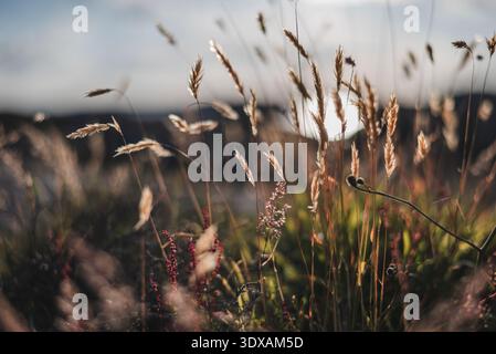 Close-up shot of wheat crops in field Stock Photo
