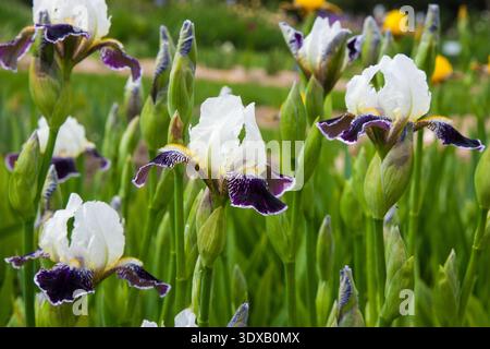 Elegant bicolor Iris 'Wabash' displays its classic form: snowy standards above velvety violet falls with delicate white edge and bright yellow beard. Stock Photo