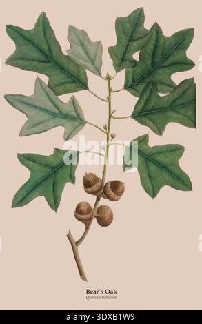 Bear's Oak - Quercus banisteri - branch showing leaves and mature acorns, representing North American flora with accurate vintage botanical illustration detail on a neutral background. The North American sylva; or A description of the forest trees of the United States, Canada, and Nova Scotia, : considered particularly in respect to their use in the arts, and their introduction into commerce; to which is added a description of the most useful of the European forest trees. Illustrated by 156 coloured copperplate engravings, by Pierre-Joseph Redouté, Pancrace Bessa, etc. Stock Photo