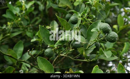 Selective Focus, young green lime fruits are growing on the branches surrounded by lush green foliage Stock Photo