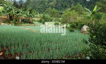 Organized leek field is surrounded by banana trees and other tropical plants on hilly terrain with a green forest in the background. Stock Photo