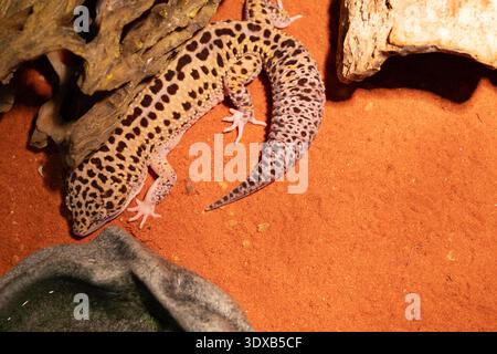 Leopard gecko resting on desert sand in terrarium, exotic reptile close up Stock Photo