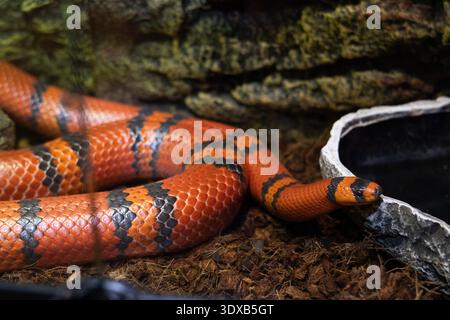 Close up of a red and black banded snake resting in terrarium habitat. Detailed scales texture and reptile wildlife concept Stock Photo