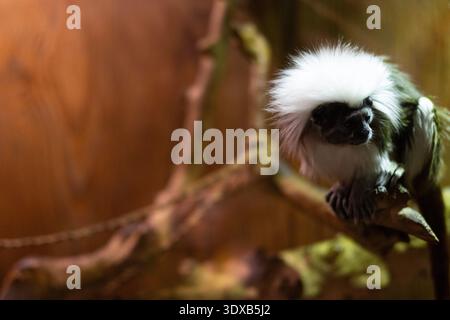 Rare cotton-top tamarin monkey with distinctive white crest fur sitting on branch. Endangered primate species portrait Stock Photo
