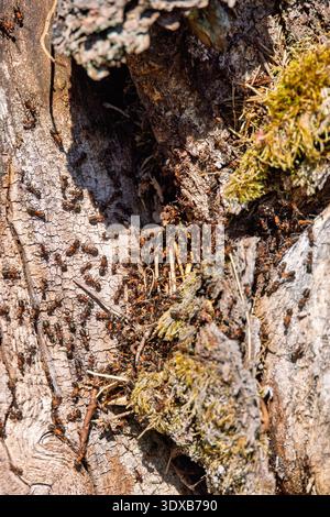 Ant colony on a tree trunk a sunny spring day Stock Photo
