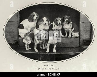 Six beagles of varying ages pose in a group shot, capturing a moment of canine companionship in a historical black and white studio portrait with an oval frame from The sports of the world, with illustrations from drawings and photographs by Aflalo, Frederick G. (Frederick George), 1870-1918 Publication date 1905 Stock Photo