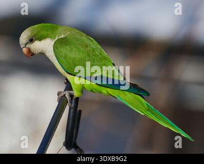 A closeup of a single Monk parakeet (Myiopsitta monachus), also known as the Quaker parrot. Stock Photo