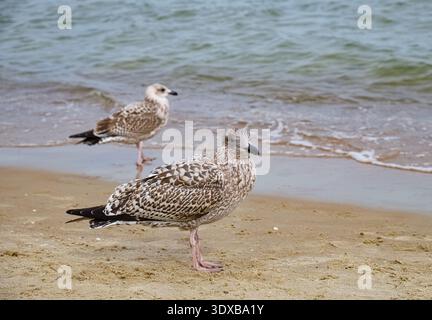 Pair of young seagulls on a sandy beach by the shore, with gentle waves in the background. Natural lighting highlights brown mottled plumage. The imag Stock Photo