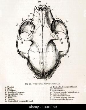 Normal Cat Skull Rads Cat skull detailed anatomical illustration, ventral view showing bone ...