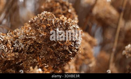 Dried flowers bask in warm sunlight, showcasing intricate textures and colors. Stock Photo