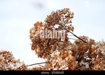 Dried hydrangea flowers showcase their beauty amidst winter's chill. Stock Photo