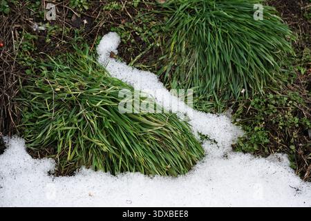 Fresh green grass emerges from patches of melting snow on a chilly spring day. Stock Photo