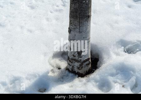 Tree trunk base surrounded by melting snow and ice surface. Stock Photo