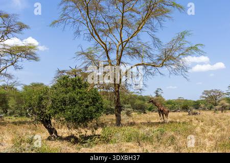 Rothschild's giraffe, Giraffa camelopardalis rothschildi, Lake Nakuru National Park, Kenya, Africa Stock Photo