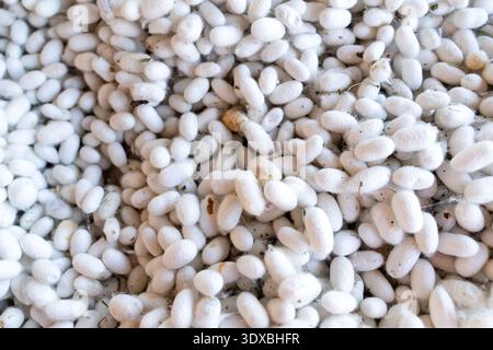 Title: Extreme Close-up and Full Frame Texture of Raw White Silkworm Cocoons Awaiting Processing at a Traditional Silk Factory, Khiva, Khorezm Provinc Stock Photo