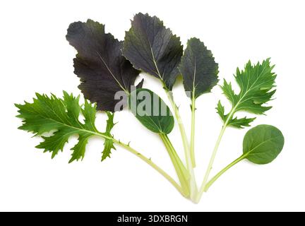 Asian salad mix isolated on white background Stock Photo