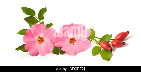 Dog rose branch with berries isolated on white background Stock Photo