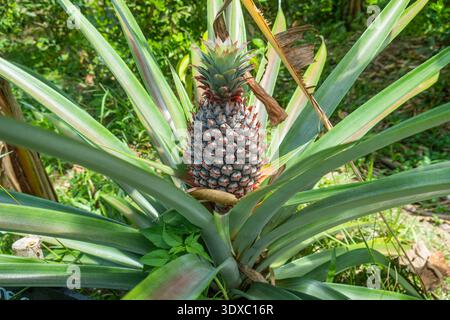 Pineapple fruit grows on tropical farm on Phu Quoc island, Vietnam. Close up. Food cultivation. Agriculture and tropical organic farming Stock Photo