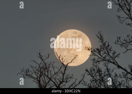 Close-up of a gibbous moon visible during the day, partially covered by soft wispy clouds in a blue sky. Stock Photo