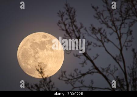 Close-up of a gibbous moon visible during the day, partially covered by soft wispy clouds in a blue sky. Stock Photo