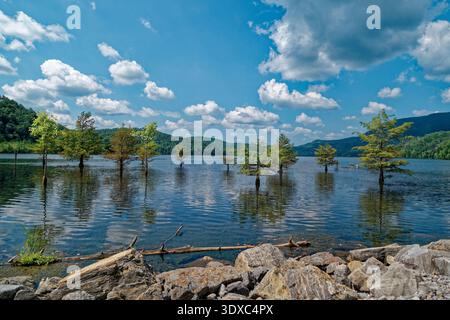 Several submerged bald cypress trees in the Parksville lake alongside the the Ocoee scenic byway in early fall in Tennessee Stock Photo