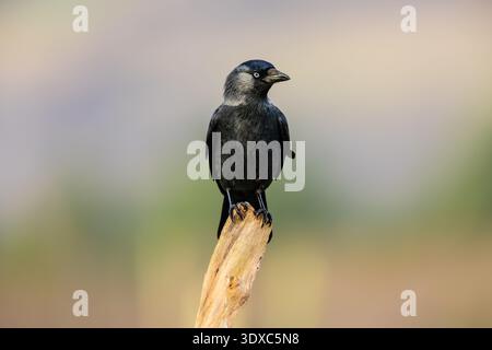 Jackdaw, Scientific name: Coloeus monedula, close up of a Jackdaw in winter, facing right and perched on a tree stump. Clean background.  Horizontal. Stock Photo
