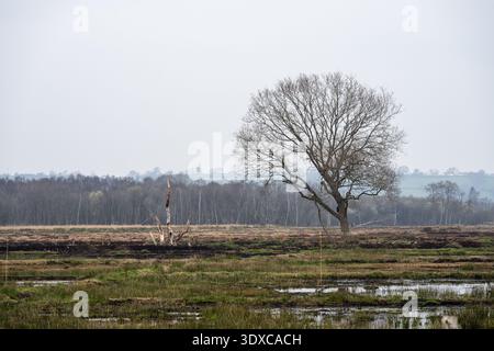 Old peat workings are flooded at Westhay Moor nature reserve on England's Somerset Levels. Stock Photo