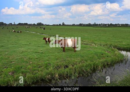 Dutch cows on the pasture, green meadow in Netherlands. Stock Photo
