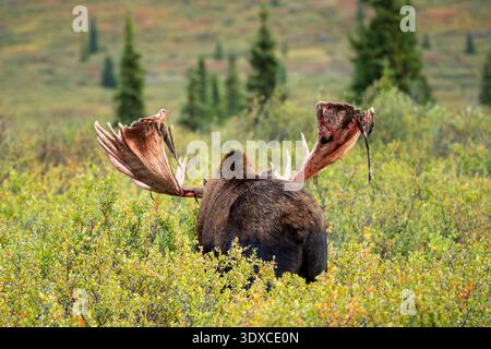 Bull Moose foraging in Denali National Park, Alaska. Stock Photo