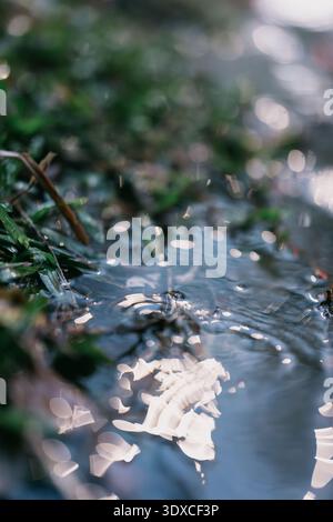 Raindrops falling on shallow stream with green moss and floating white petals in Tokyo, Japan Stock Photo