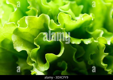 Close up shot of vibrant salad greens featuring curly lettuce leaves. Fresh texture reflects organic healthy nutrition concept Stock Photo
