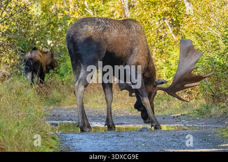 Bull Moose stops to drink water as he pursues a cow in Southcentral Alaska. Stock Photo