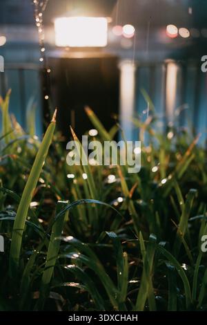 Raindrops falling on green grass at night in Tokyo, Japan with blurred city lights in background Stock Photo