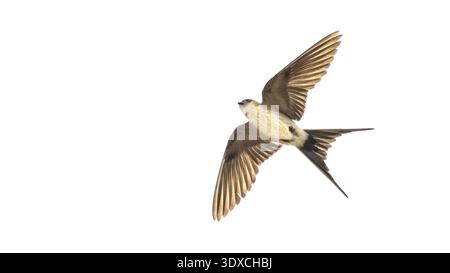 Close-up underside of a flying eastern red-rumped swallow (Cecropis daurica), minimalism, white background, negative space, copy space, 16:9 Stock Photo