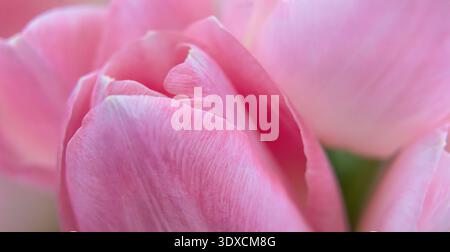 Close-up view of pink tulip petals showcasing delicate textures and soft colors, with a blurred green background enhancing the floral composition and Stock Photo
