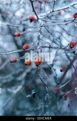 Bright red rose hips on ice-covered branches Stock Photo