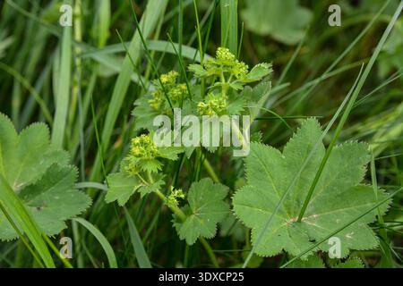 Alchemilla vulgaris, lady's mantle, herbaceous perennial plant. Green background. Leaves with a wavy edge covered with droplets of dew. Yellow-green f Stock Photo