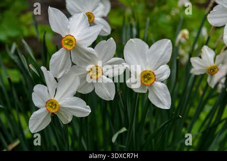 white narcissus flowers on green stems plant with long leaves in gray ground in spring garden.Daffodil flower Pheasant's Eye, Poeticus Narcissus, a cl Stock Photo