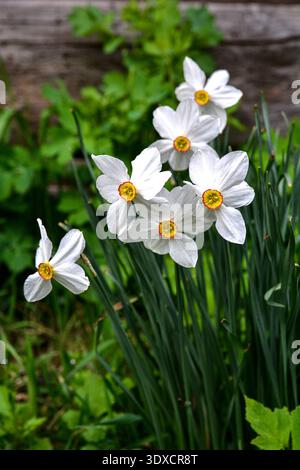 white narcissus flowers on green stems plant with long leaves in gray ground in spring garden.Daffodil flower Pheasant's Eye, Poeticus Narcissus, a cl Stock Photo
