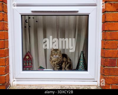 Domestic tabby cat sitting at home indoors looking out from double glazed windows, England, UK Stock Photo