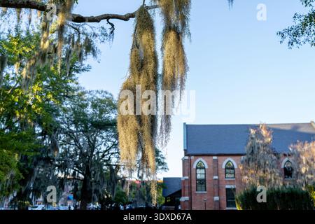 Spanish Moss Hanging From a Tree in a Southern Town New Bern North Carolina Stock Photo