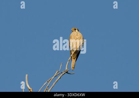 American Kestrel, Falco sparverius, female Stock Photo