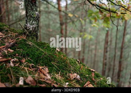 Close-up of mossy forest floor on a hill. Green moss-covered ground littered with autumn pine needles and leaves at the base of a lichen-covered tree. Stock Photo