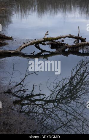 A tree branch is floating in a body of water. The water is murky and the reflection of the branch is visible Stock Photo