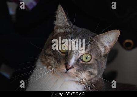 A cat with green eyes is staring at the camera. The cat is sitting on a surface and he is curious about the viewer Stock Photo
