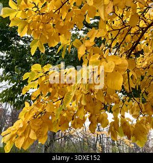 Autumn is a colorful time in Milwaukee, Wisconsin, USA. Stock Photo