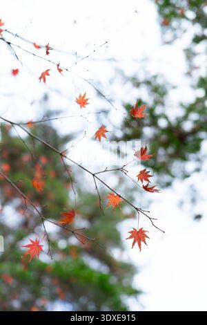 Vibrant Red Japanese Maple Leaves on Branch in Autumn Stock Photo