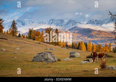 Serene autumn scenery with cows in a meadow, snowy mountains and colorful trees. Stock Photo