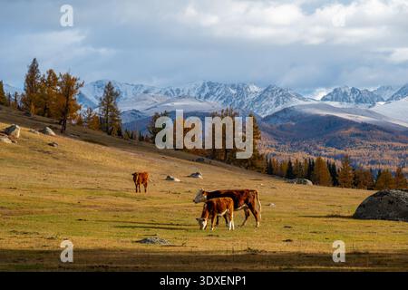 Three cows grazing on autumn pasture near larch trees, snow capped mountains in background under dramatic cloudy sky. Stock Photo