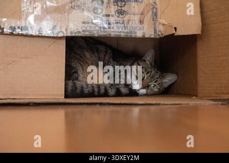 European breed cat with grey tiger fur dozes inside a cardboard box Stock Photo